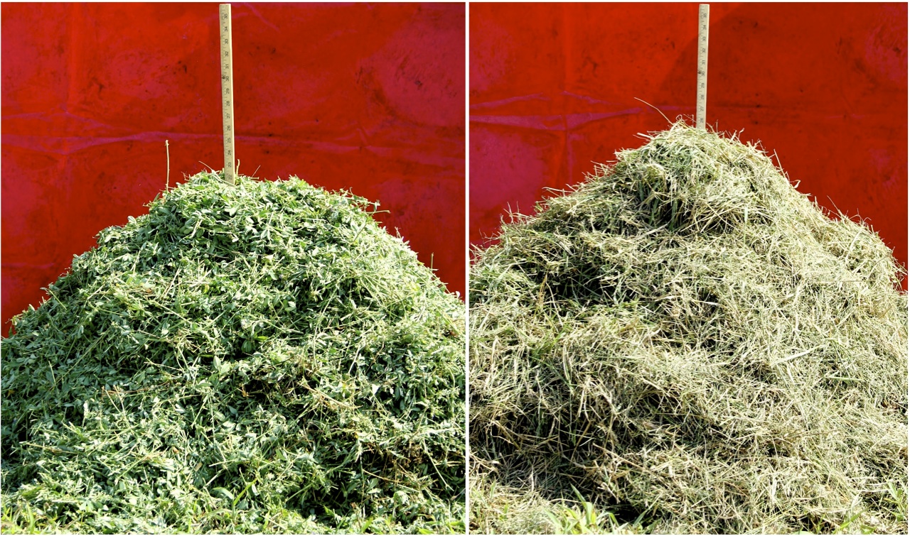 Figure 7. A 25-lb pile of alfalfa (L) and bermuda-grass (R) that had
been freshly cut with a flail plot harvester. The loose pile (no compression)
illustrates the difference in volume each required.